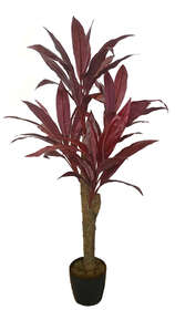 Cordyline Expo 120 cm Burgundy 